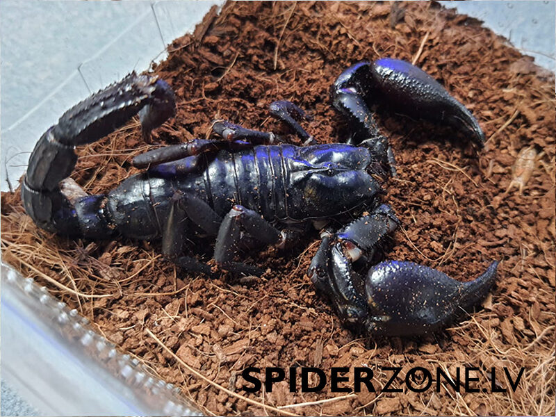 Heterometrus laoticus (7cm)