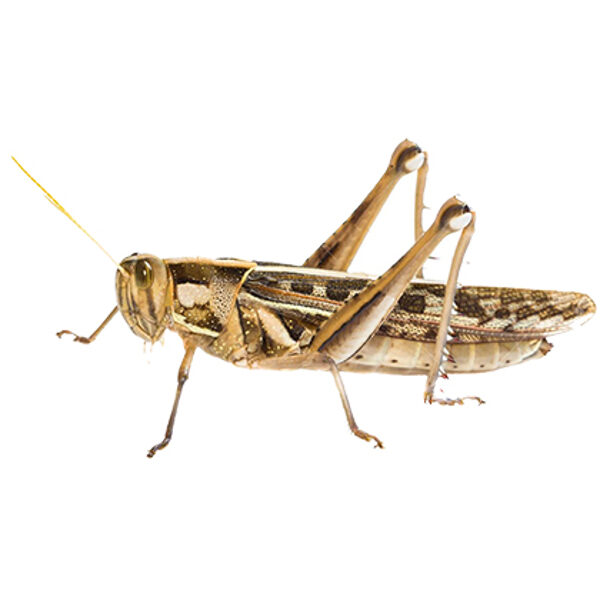 Large grasshoppers (Lacusta) 5cm