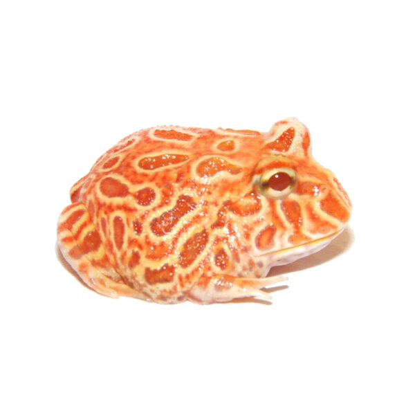 Pacman "Orange" ⌀3cm baby (Ceratophrys cranwelli) 