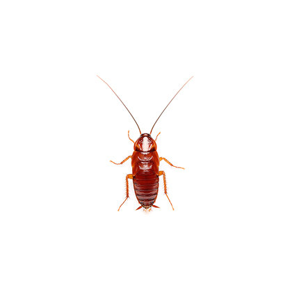 Красные тараканы 3 мм - 1 см (Blatta lateralis) 50 ШТУК