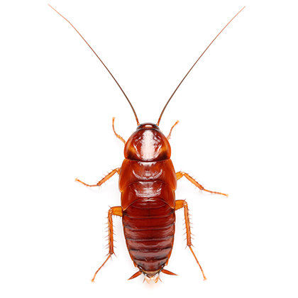 Красные тараканы  1 см - 2 см (Blatta lateralis) 10 ШТУК
