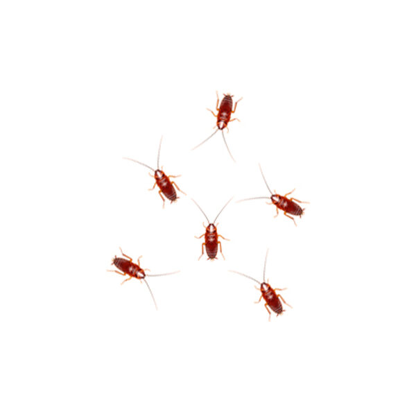 Красные тараканы 3 мм (нимфы) 50 шт.