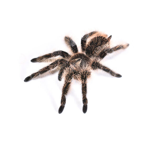 💛 Tiltocatl albopilosum Nicaragua zirneklēns  (1cm)