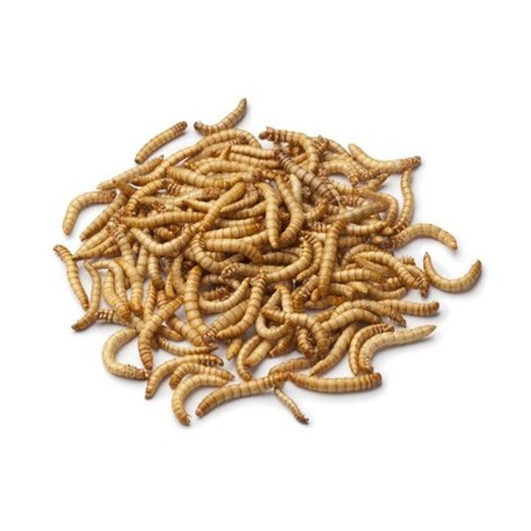 Worm larvae ~ 1cm (Tenebrio molitor) 100 PCS