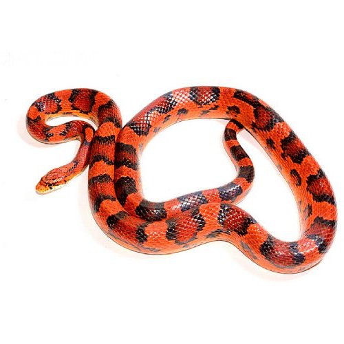 corn_snake-1.jpg