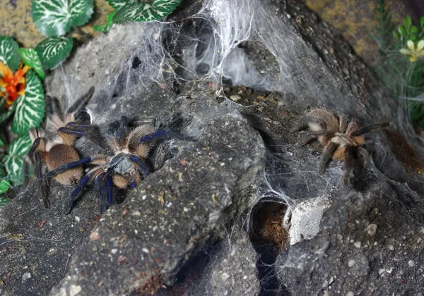 Monocentropus balfouri communal
