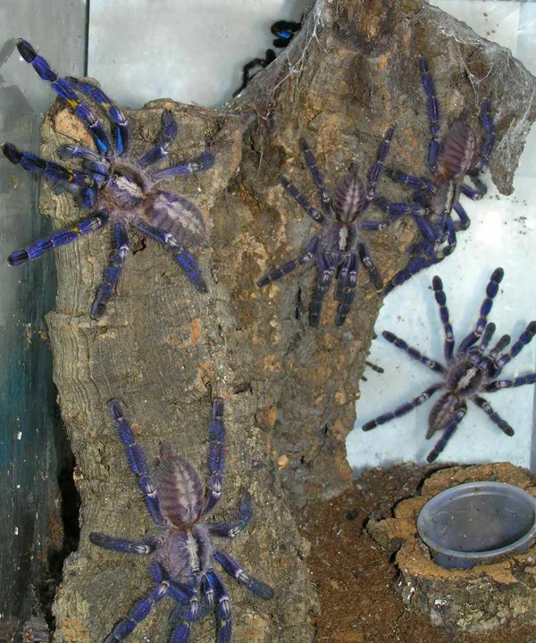 Poecilotheria metallica communal