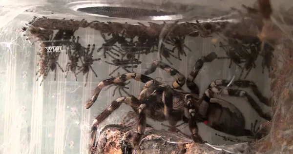 Poecilotheria regalis communal