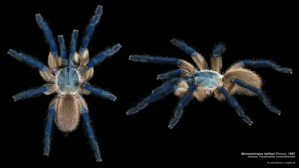 Monocentropus balfouri