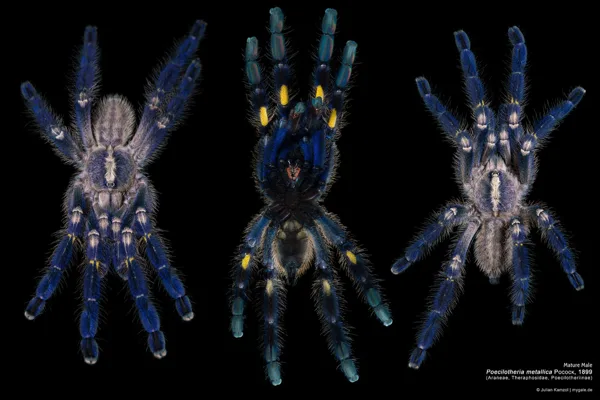 Poecilotheria metallica