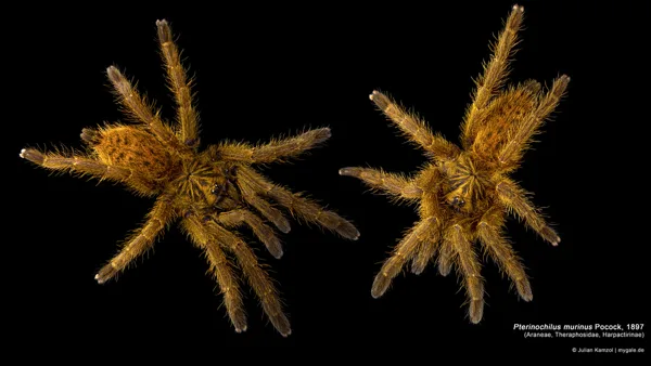 Pterinochilus murinus